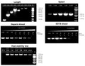 Blood Advanced Direct PCR Kit
