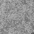 B82 cell