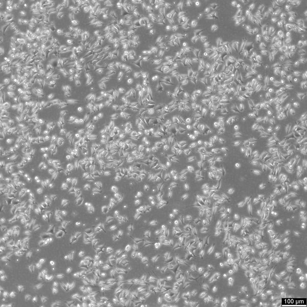 B82 cell
