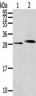 CLIC4 Polyclonal Antibody – Figure 1 of 2