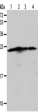 BAK1 Polyclonal Antibody – Figure 1 of 4