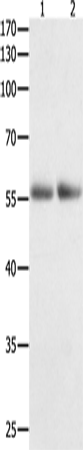 HDAC1 Polyclonal Antibody – Figure 1 of 2