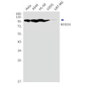 Recombinant NEDD4 Monoclonal Antibody – Figure 1 of 2