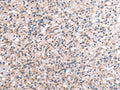 RNF115 Polyclonal Antibody – Figure 1 of 3