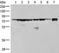 THNSL1 Polyclonal Antibody – Figure 1 of 4