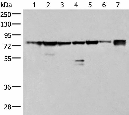 THNSL1 Polyclonal Antibody – Figure 1 of 4