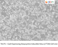 Cas9 Expressing Doxycycline Inducible HeLa (cTT20) Cell Line | Applied Biological Materials (abm)