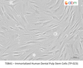 Immortalized Human Dental Pulp Stem Cells (TP-023) – Figure 1 of 1