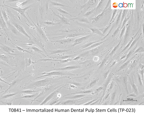 Immortalized Human Dental Pulp Stem Cells (TP-023) – Figure 1 of 1