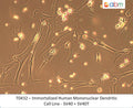 Immortalized Human Mononuclear Dendritic Cell Line - SV40 + SV40T | Applied Biological Materials (abm)