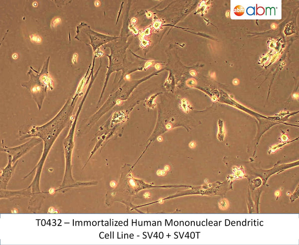 Immortalized Human Mononuclear Dendritic Cell Line - SV40 + SV40T | Applied Biological Materials (abm)