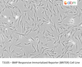BMP Responsive Immortalized Reporter (BRITER) Cell Line | Applied Biological Materials (abm)