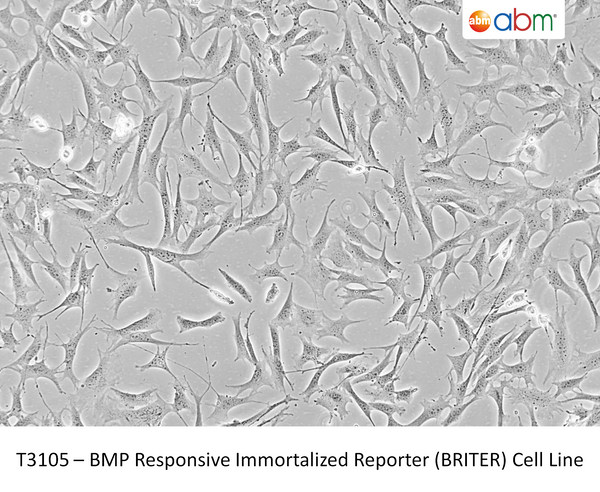 BMP Responsive Immortalized Reporter (BRITER) Cell Line | Applied Biological Materials (abm)