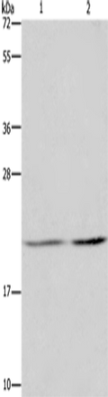 ASF1A Polyclonal Antibody – Figure 1 of 2