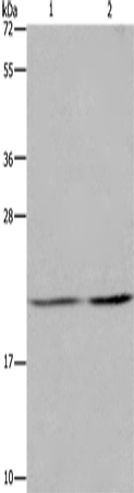 ASF1A Polyclonal Antibody – Figure 1 of 2