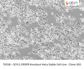 SCYL1 CRISPR Knockout HeLa Stable Cell Line - Clone 3A5 | Applied Biological Materials (abm)