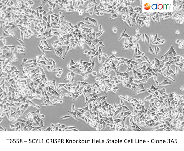 SCYL1 CRISPR Knockout HeLa Stable Cell Line - Clone 3A5 | Applied Biological Materials (abm)