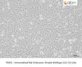 Immortalized Rat Embryonic Striatal Wildtype (121-1I) Cells – Figure 1 of 1