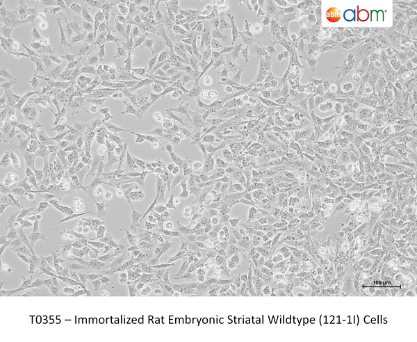 Immortalized Rat Embryonic Striatal Wildtype (121-1I) Cells – Figure 1 of 1
