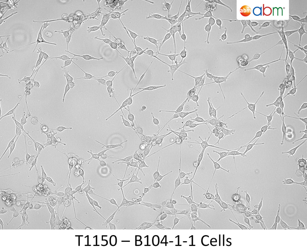 B104-1-1 Cells | Applied Biological Materials (abm)