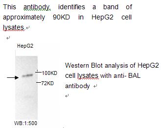 Anti-BAL Antibody – Figure 1 of 1