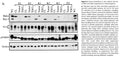 Bax Knockout Immortalized Mouse Kidney Epithelial Cell Line | Applied Biological Materials (abm)