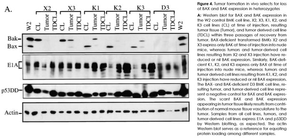 Bax Knockout Immortalized Mouse Kidney Epithelial Cell Line | Applied Biological Materials (abm)