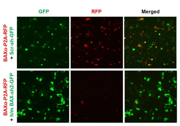 h/m BAX shRNA Lentivirus – Figure 1 of 2
