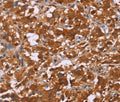 DCBLD2 Polyclonal Antibody – Figure 1 of 4