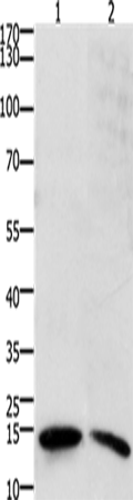 SUMO2/3/4 Polyclonal Antibody – Figure 1 of 4