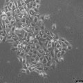 BEAS-2B cell