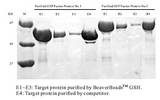 SDS-PAGE of two GST fusion proteins purified with BeaverBeads GSH versus a competitor resin - Figure 2 of 2