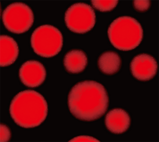 BeaverBeads Magrose COOH Carboxyl Magnetic Agarose Beads