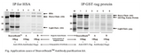 SDS-PAGE of HSA and GST-tag protein immunoprecipitation with BeaverBeads Protein A/G versus two competitor bead brands - Figure 2 of 2