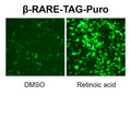 β-RARE Reporter Lentivirus – Figure 1