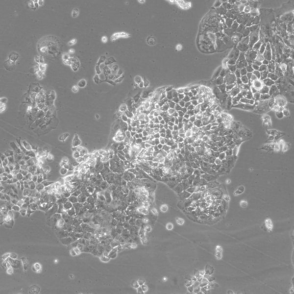 BEWO cell