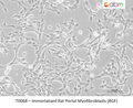 Immortalized Rat Portal Myofibroblasts (RGF) – Figure 1 of 1