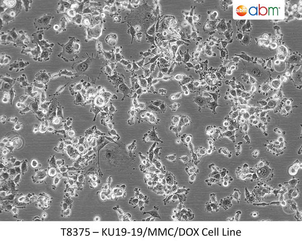 KU19-19/MMC/DOX Cell Line | Applied Biological Materials (abm)