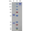 Anti-HEL Human IgG2-Kappa Isotype control mAb – Figure 1 of 1