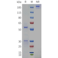 Anti-HEL Human IgG1(L234A/L235A)-Kappa Isotype control mAb – Figure 1 of 1