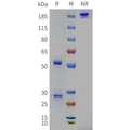 Anti-HEL Mouse IgG1-Kappa Isotype control mAb – Figure 1 of 1