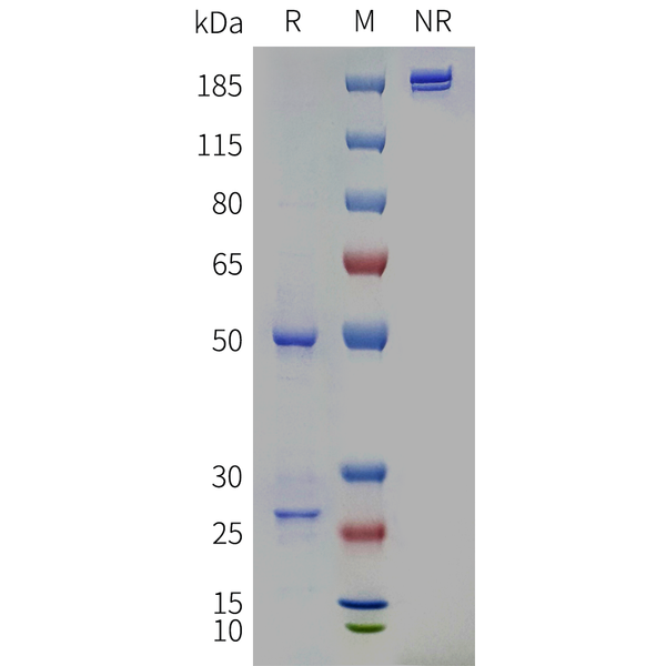 Anti-HEL Mouse IgG2a-Kappa Isotype control mAb – Figure 1 of 1