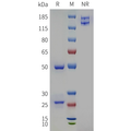 Anti-PCSK9(alirocumab biosimilar) mAb – Figure 1 of 1