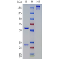 Anti-TFPI(concizumab biosimilar) mAb – Figure 1 of 1