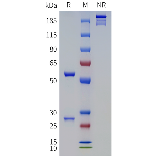 Anti-TFPI(concizumab biosimilar) mAb – Figure 1 of 1