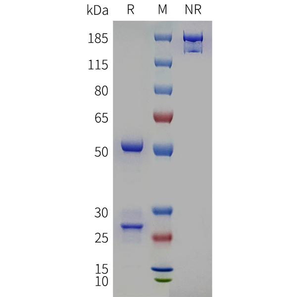 Anti-TMEM219(ebrasodebart biosimilar) mAb – Figure 1 of 1