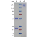 Anti-PCSK9(evolocumab biosimilar) mAb – Figure 1 of 1
