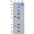 Anti-GDF8(trevogrumab biosimilar) mAb – Figure 1 of 1