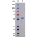 Biotinylated Anti-GDF8(trevogrumab biosimilar) mAb – Figure 1 of 1
