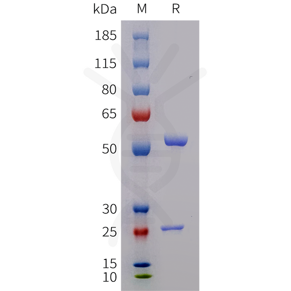Biotinylated Anti-GDF8(trevogrumab biosimilar) mAb – Figure 1 of 1